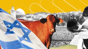 Felépülhet a Templom? - Hajdú Tímea