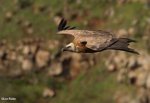 Ragadozó madarakat is bevet az IDF az áldozatok felkutatásához